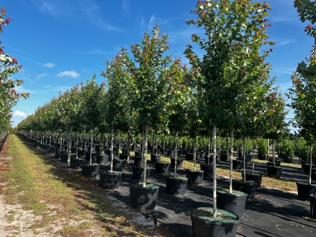 acer-rubrum-red-maple-rufacer-rubrum