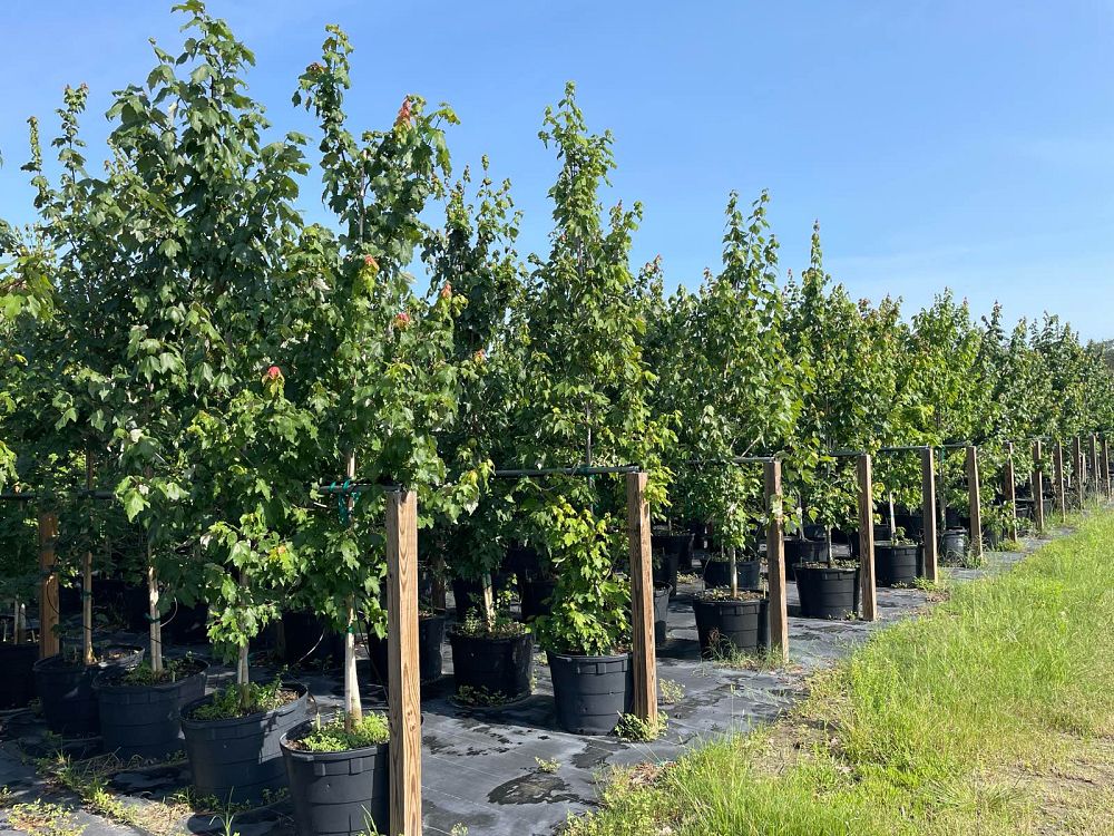 acer-rubrum-red-maple-rufacer-rubrum