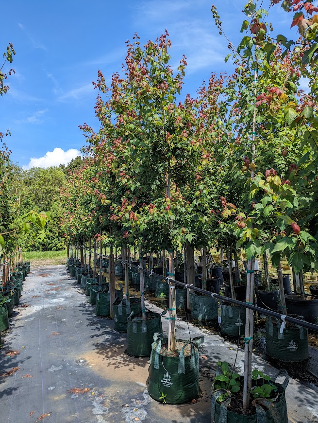 acer-rubrum-red-maple-rufacer-rubrum