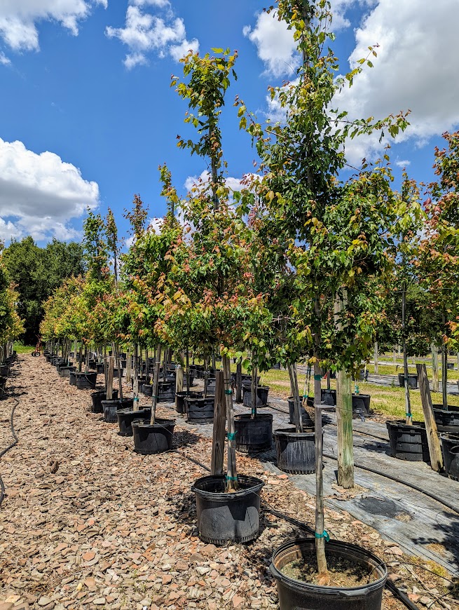 acer-rubrum-red-maple-rufacer-rubrum