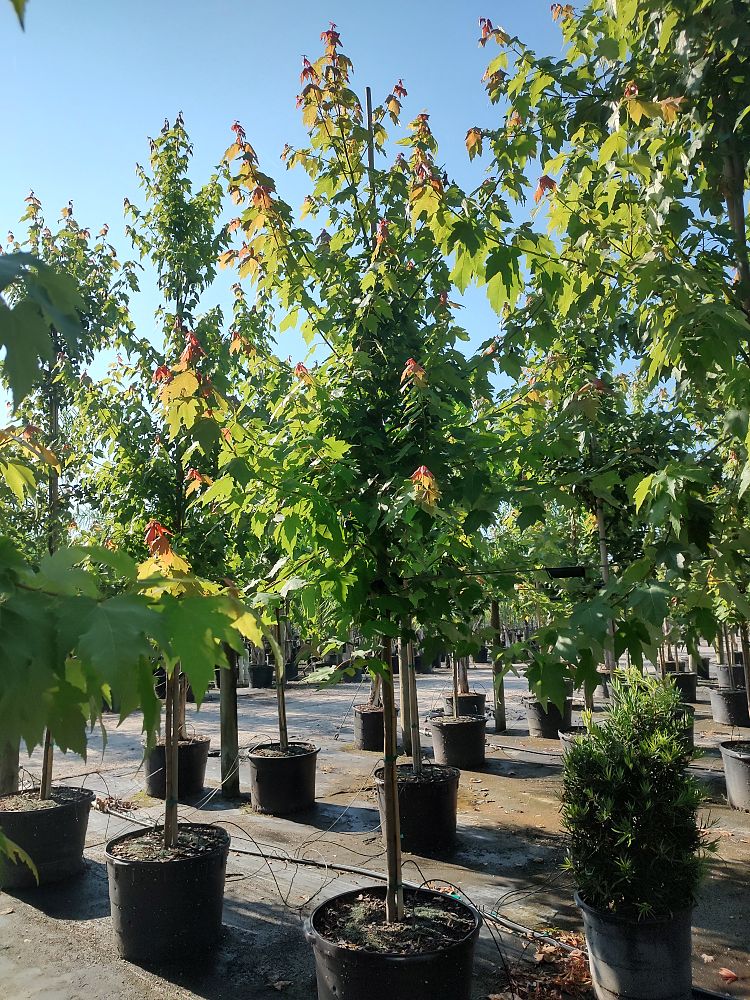 acer-rubrum-red-maple-rufacer-rubrum