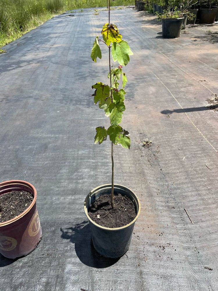 acer-rubrum-red-maple-rufacer-rubrum