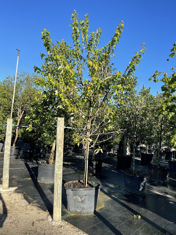 acer-rubrum-red-maple-rufacer-rubrum