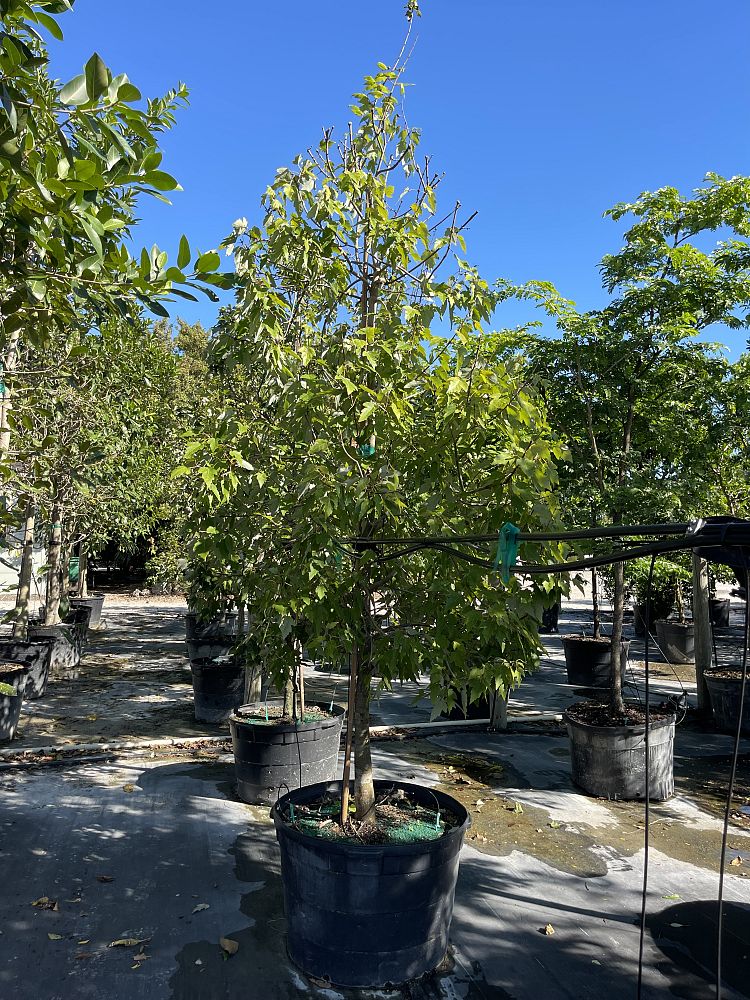 acer-rubrum-red-maple-rufacer-rubrum