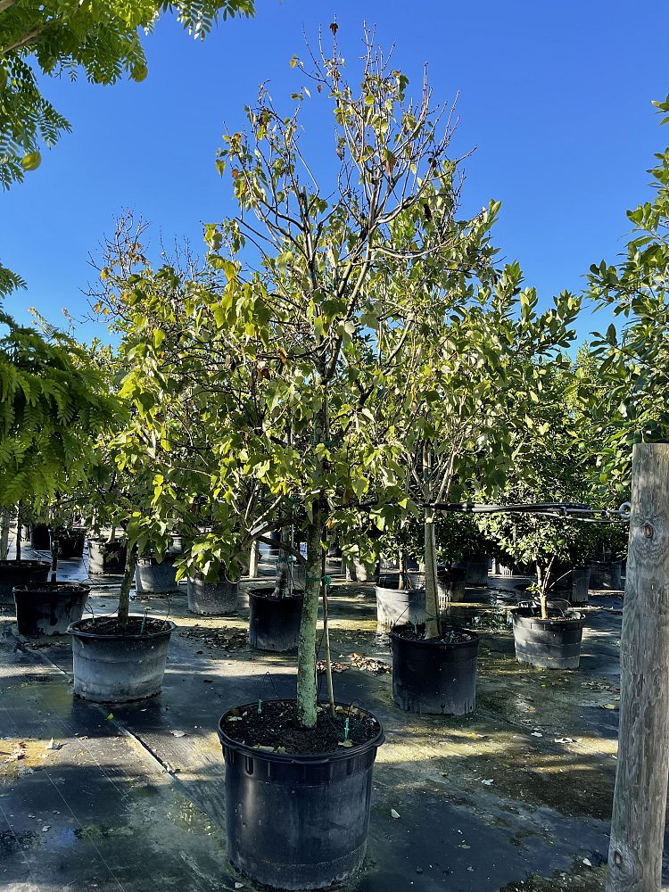 acer-rubrum-red-maple-rufacer-rubrum