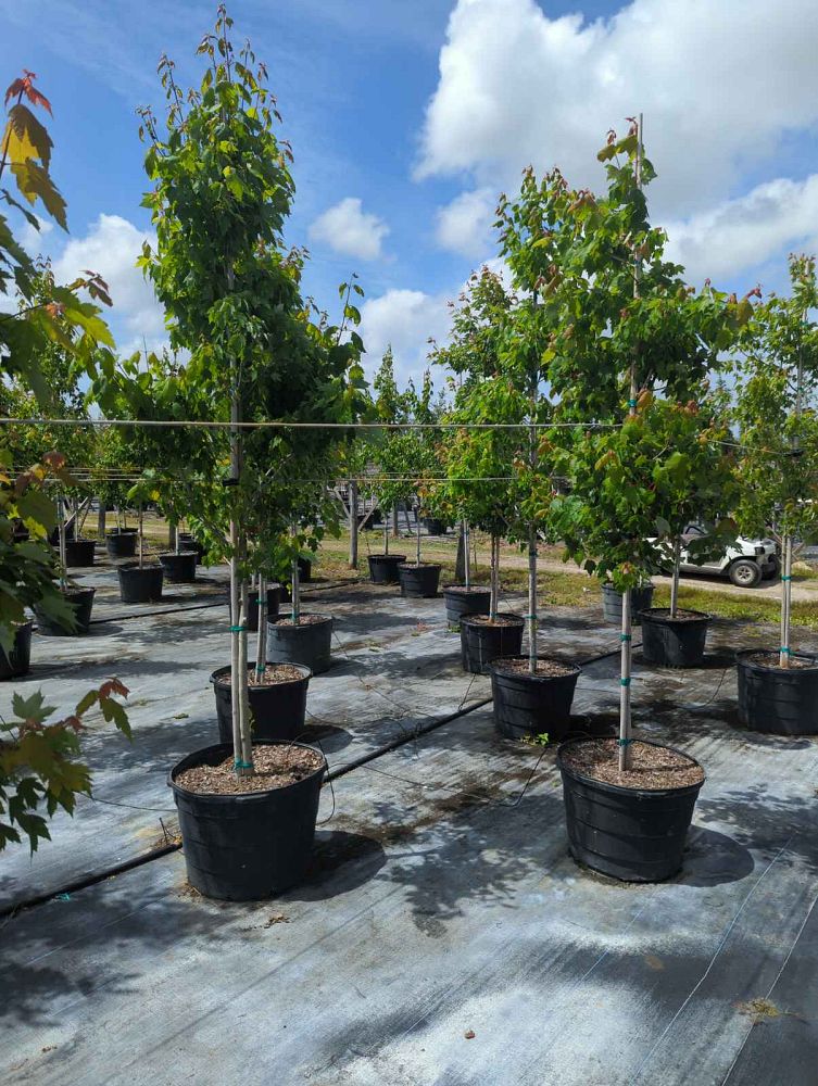 acer-rubrum-red-maple-rufacer-rubrum