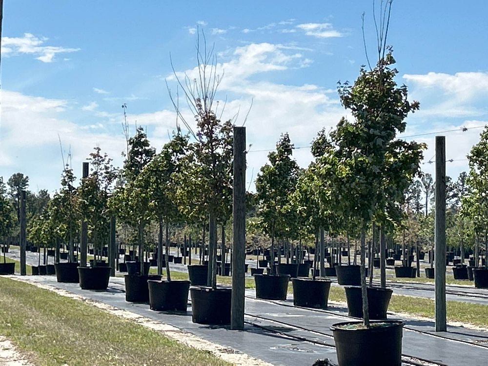 acer-rubrum-red-maple-rufacer-rubrum