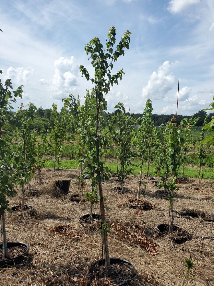 acer-rubrum-red-maple-rufacer-rubrum