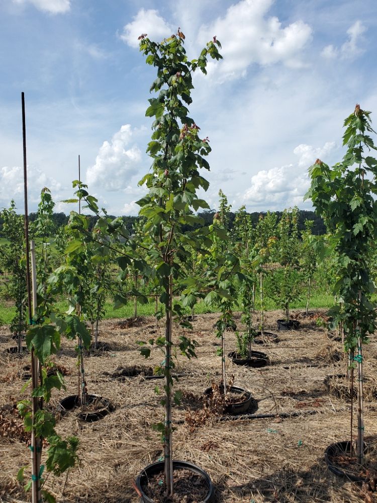 acer-rubrum-red-maple-rufacer-rubrum