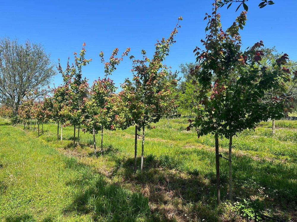 acer-rubrum-red-maple-rufacer-rubrum