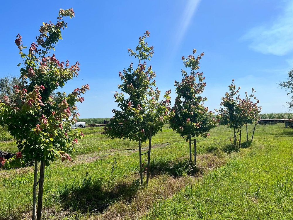 acer-rubrum-red-maple-rufacer-rubrum