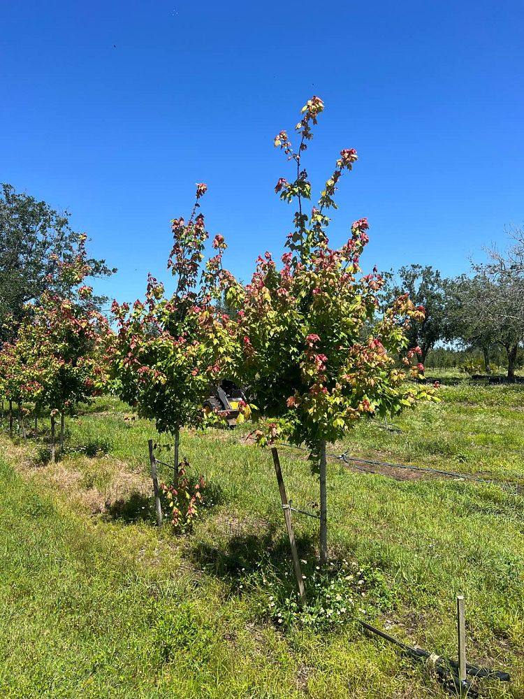 acer-rubrum-red-maple-rufacer-rubrum