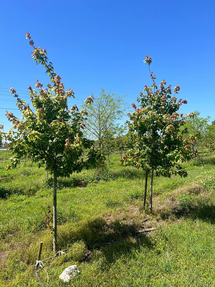 acer-rubrum-red-maple-rufacer-rubrum