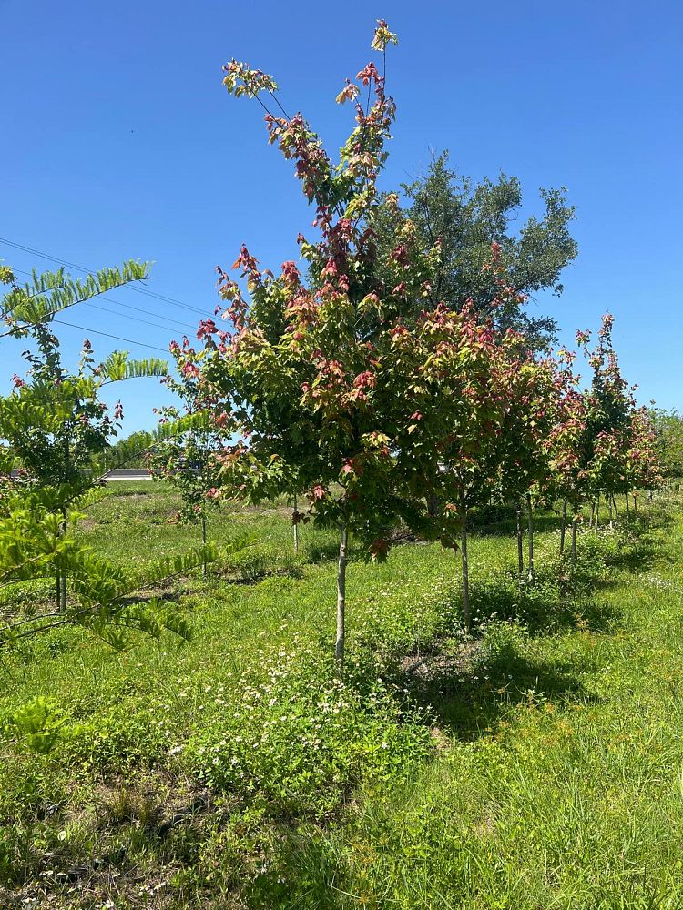 acer-rubrum-red-maple-rufacer-rubrum