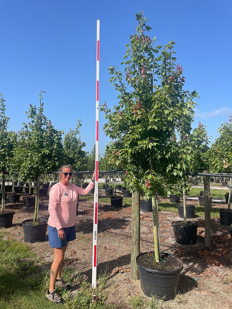 acer-rubrum-red-maple-rufacer-rubrum
