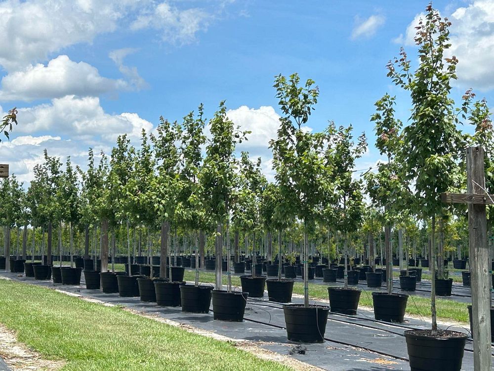 acer-rubrum-red-maple-rufacer-rubrum
