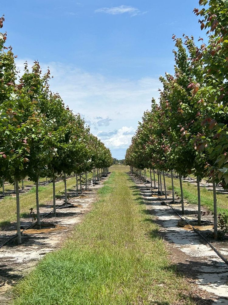 acer-rubrum-red-maple-rufacer-rubrum