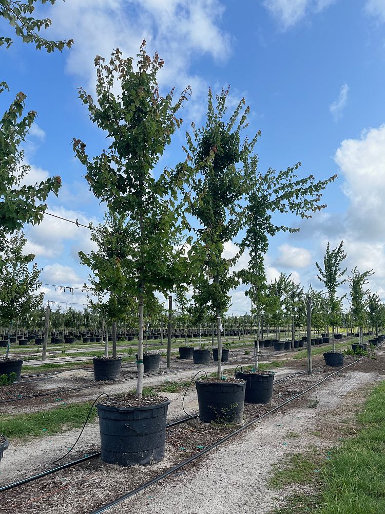 acer-rubrum-red-maple-rufacer-rubrum