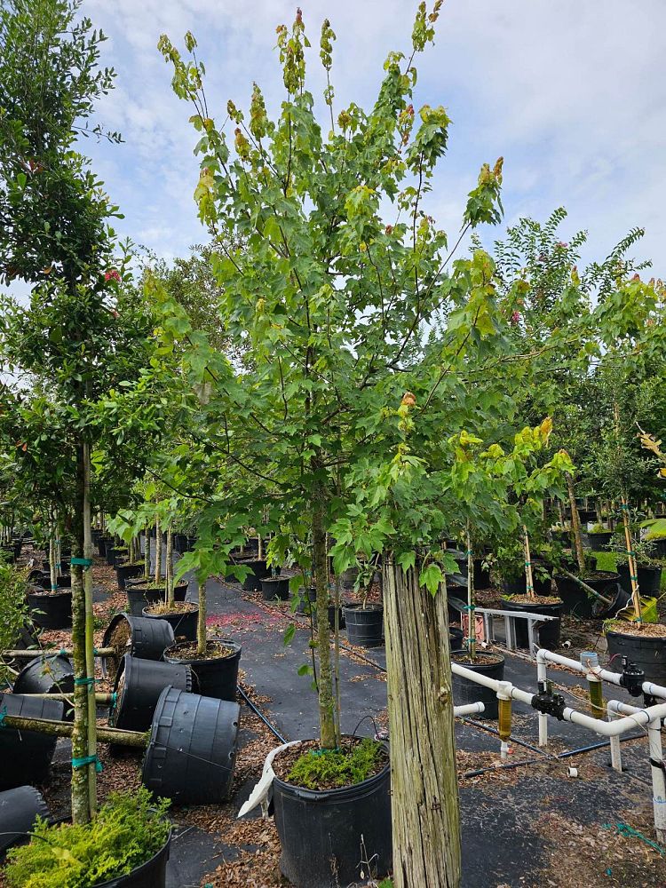 acer-rubrum-red-maple-rufacer-rubrum