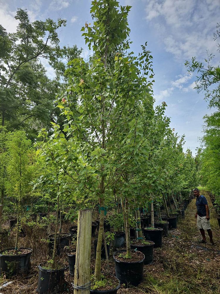 acer-rubrum-red-maple-rufacer-rubrum