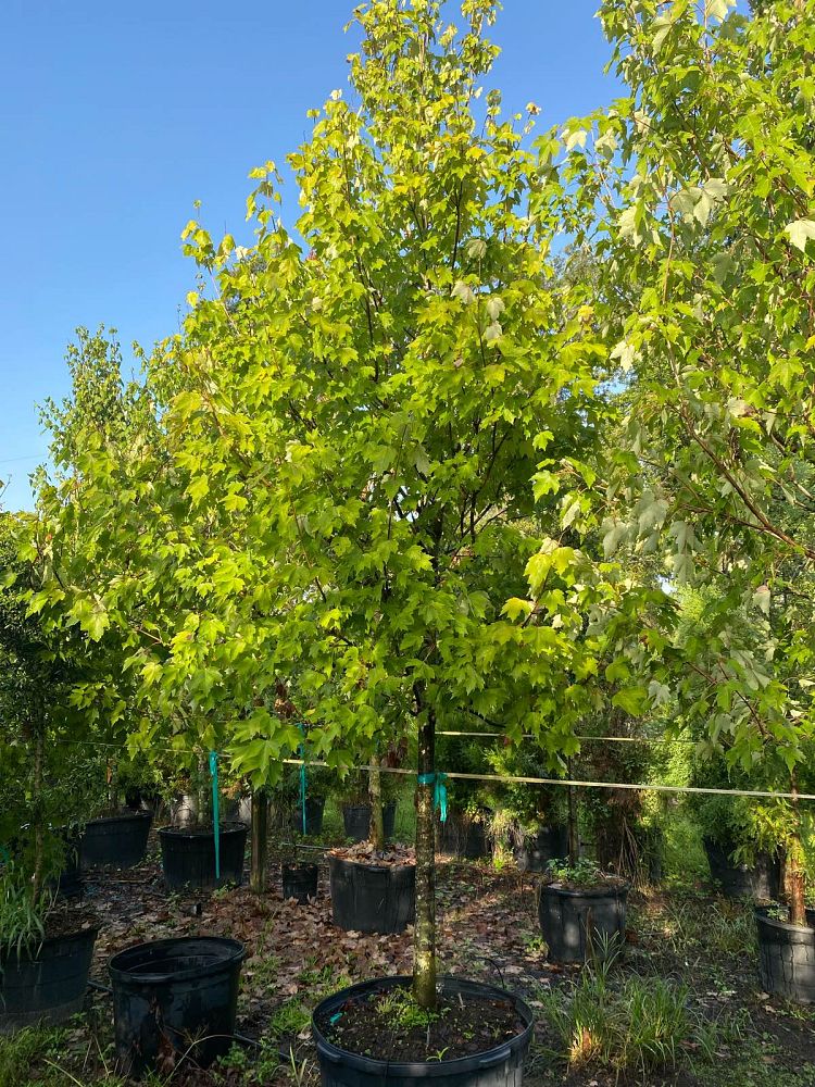 acer-rubrum-red-maple-rufacer-rubrum