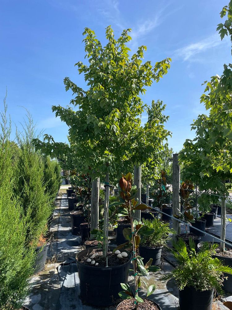 acer-rubrum-red-maple-rufacer-rubrum