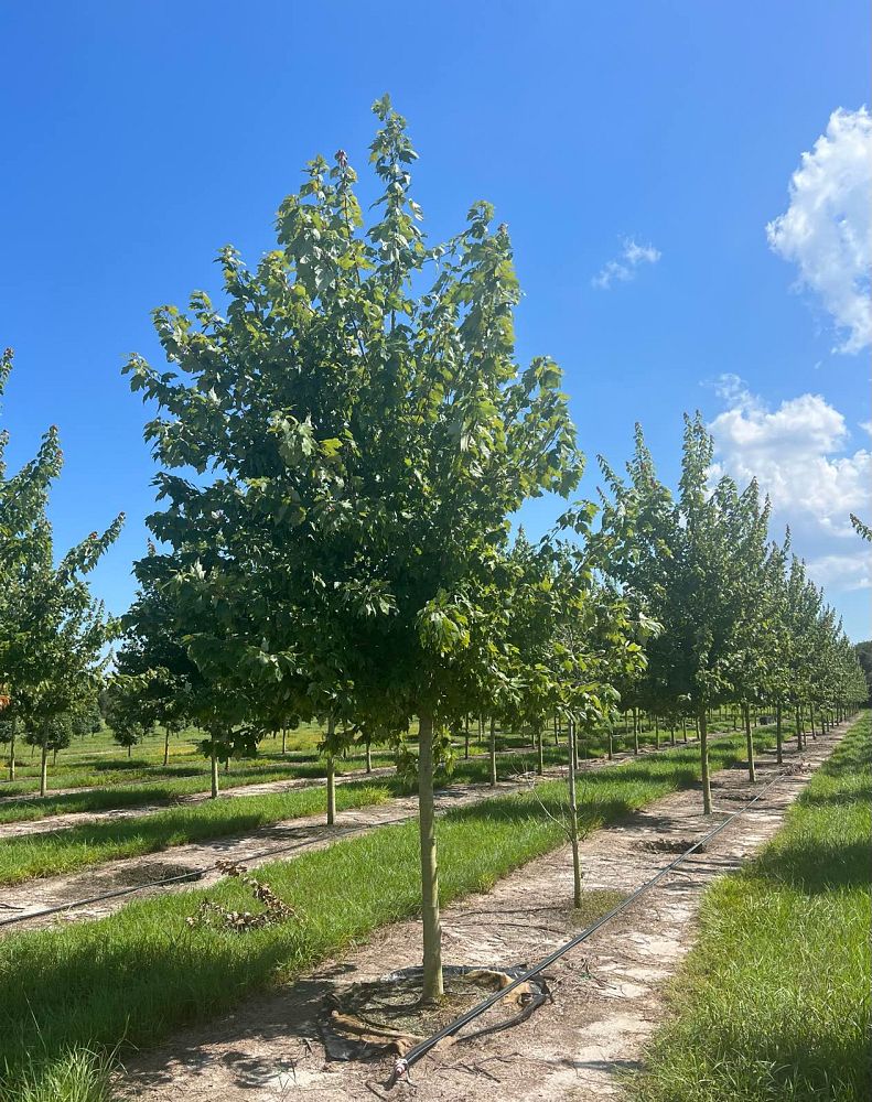 acer-rubrum-red-maple-rufacer-rubrum