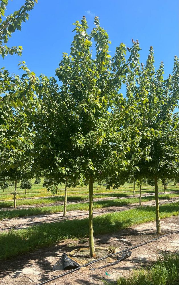 acer-rubrum-red-maple-rufacer-rubrum