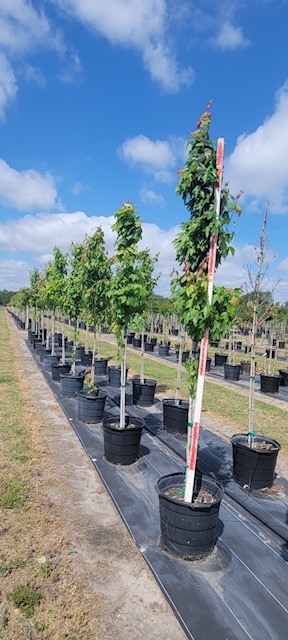 acer-rubrum-red-maple-rufacer-rubrum