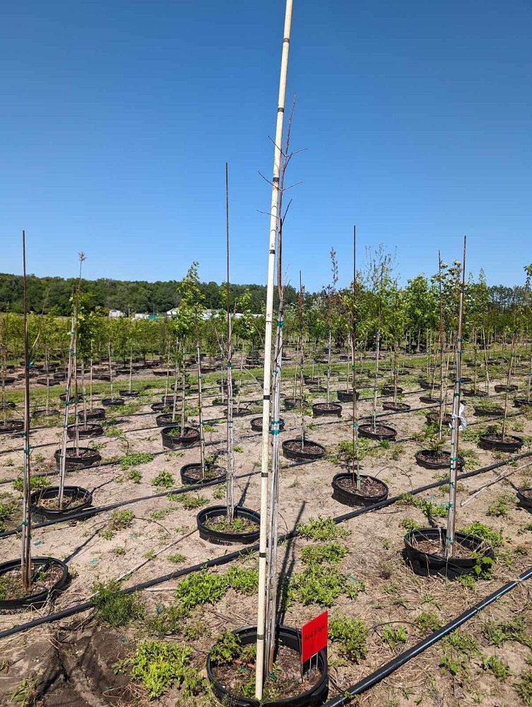 acer-rubrum-red-maple-rufacer-rubrum