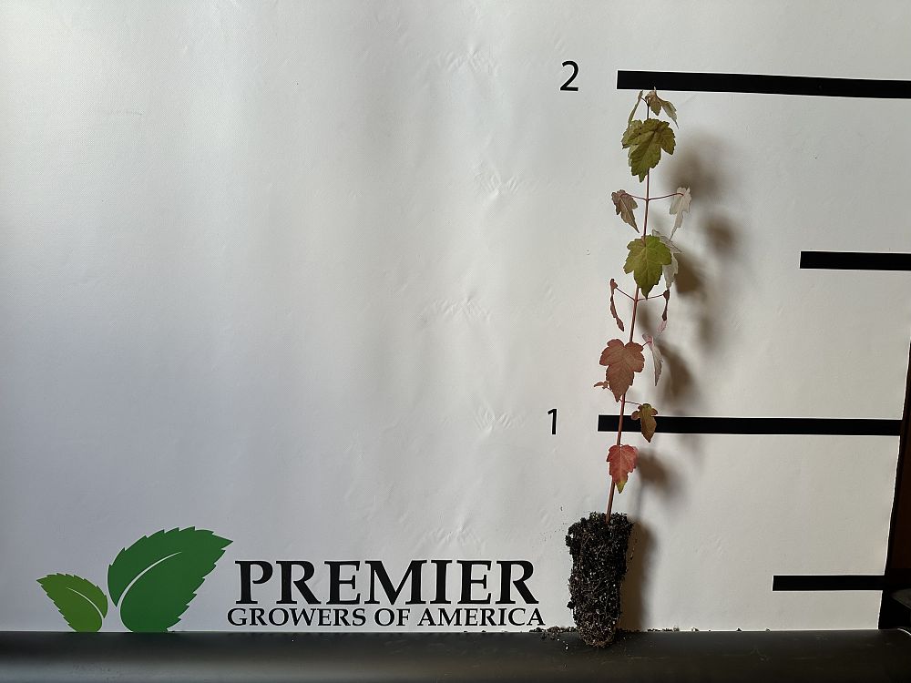 acer-rubrum-red-maple-rufacer-rubrum