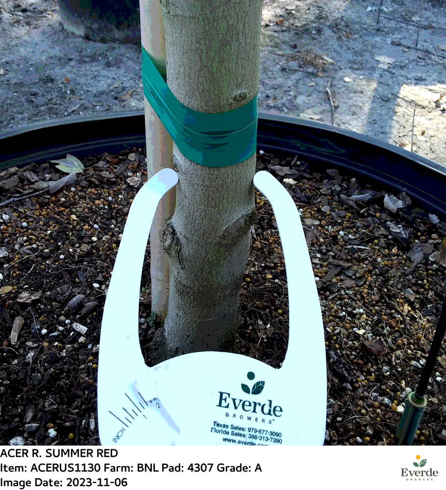 acer-rubrum-red-maple-rufacer-rubrum