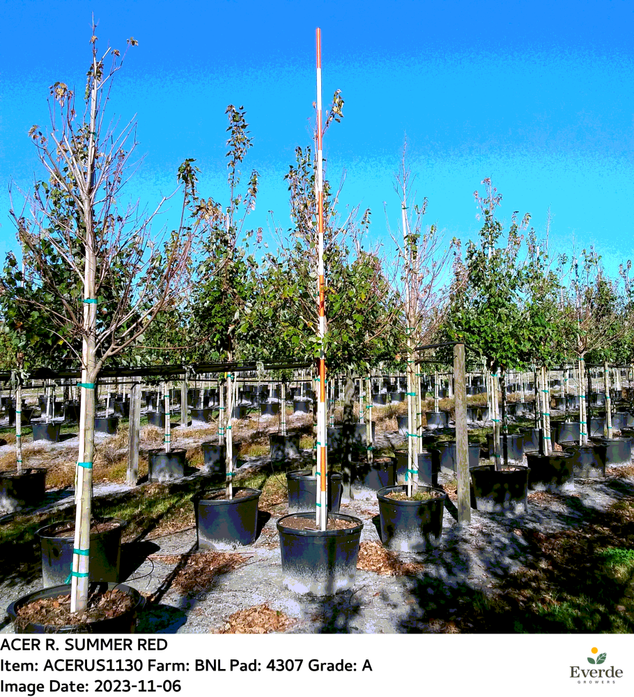 acer-rubrum-red-maple-rufacer-rubrum