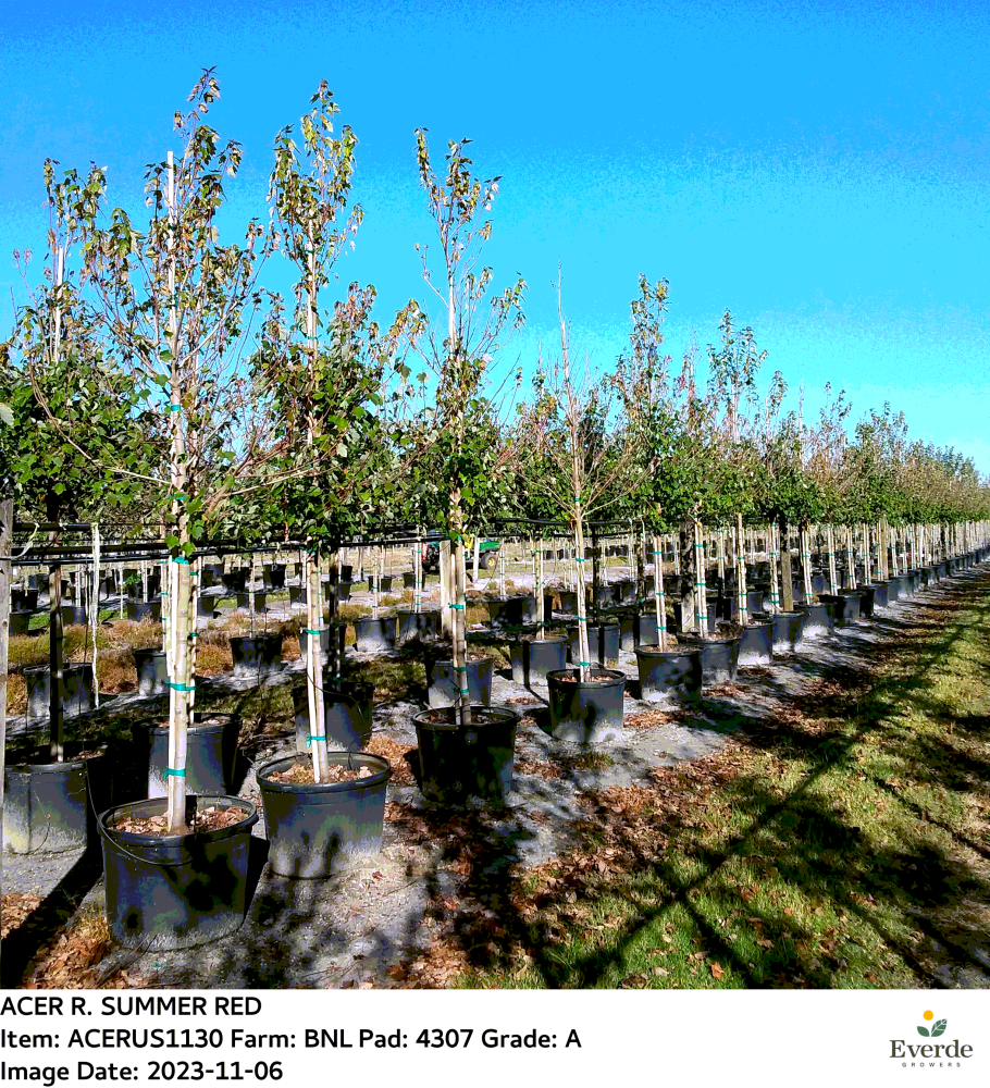acer-rubrum-red-maple-rufacer-rubrum