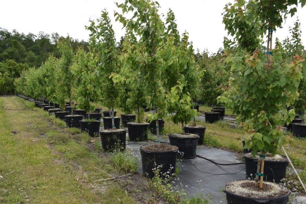acer-rubrum-red-maple-rufacer-rubrum