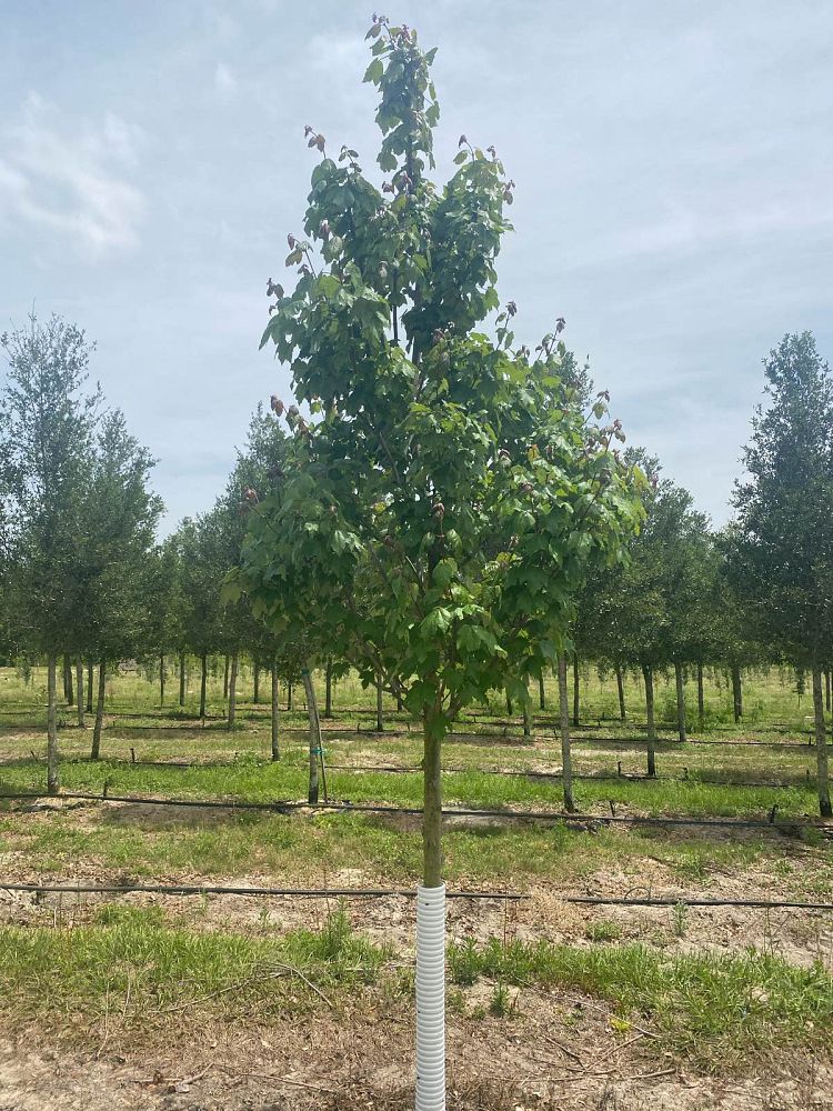 acer-rubrum-red-maple-rufacer-rubrum