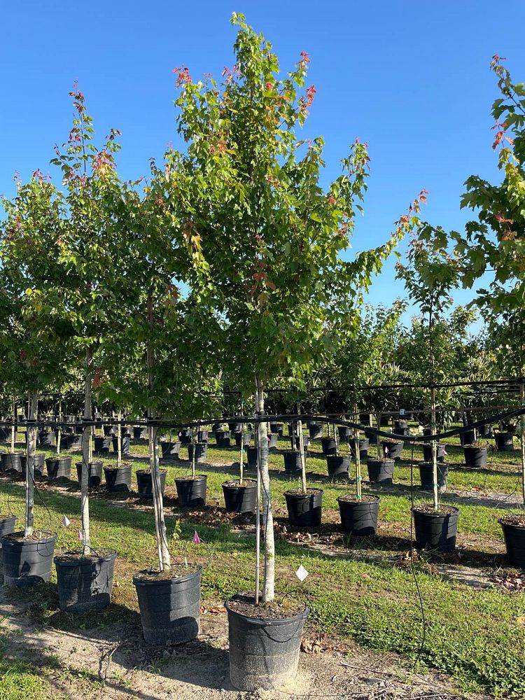 acer-rubrum-red-maple-rufacer-rubrum