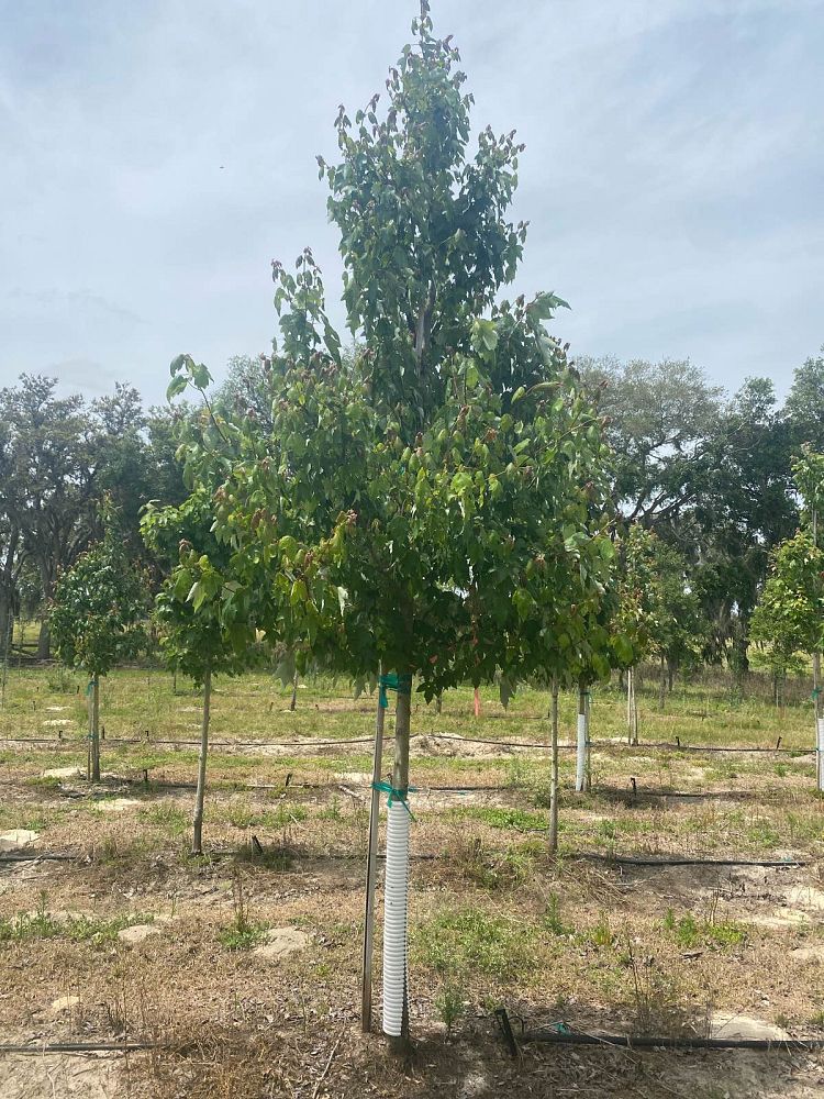 acer-rubrum-red-maple-rufacer-rubrum