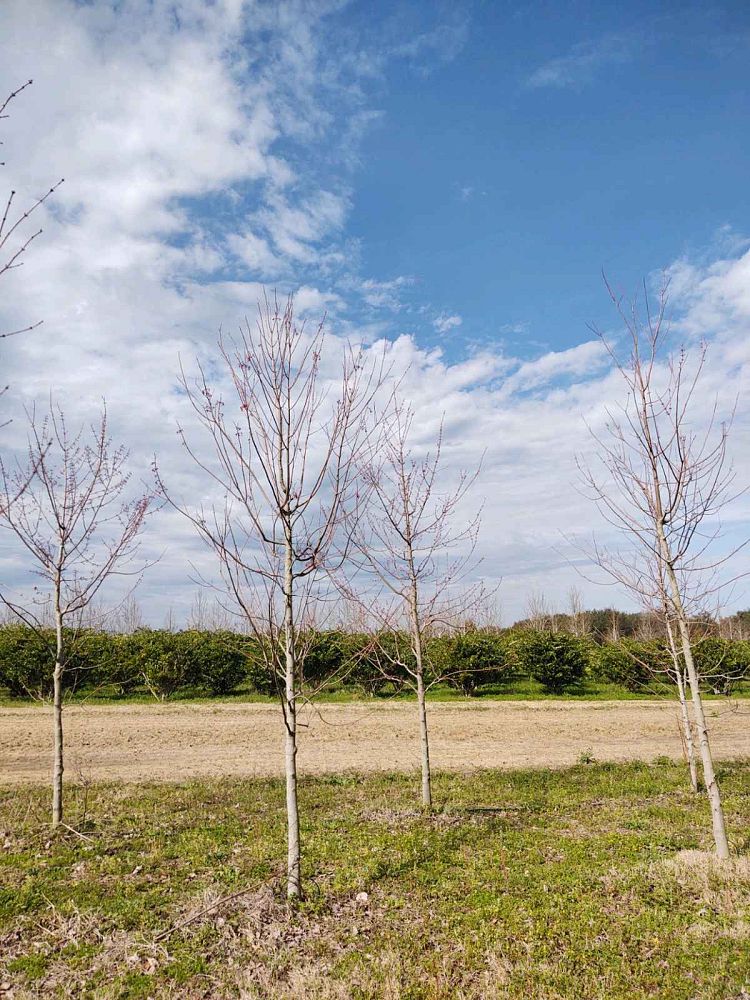 acer-rubrum-red-maple-rufacer-rubrum