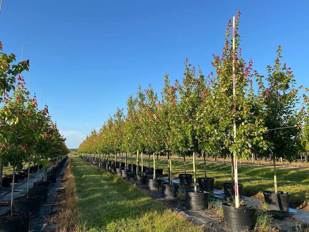 acer-rubrum-red-maple-rufacer-rubrum