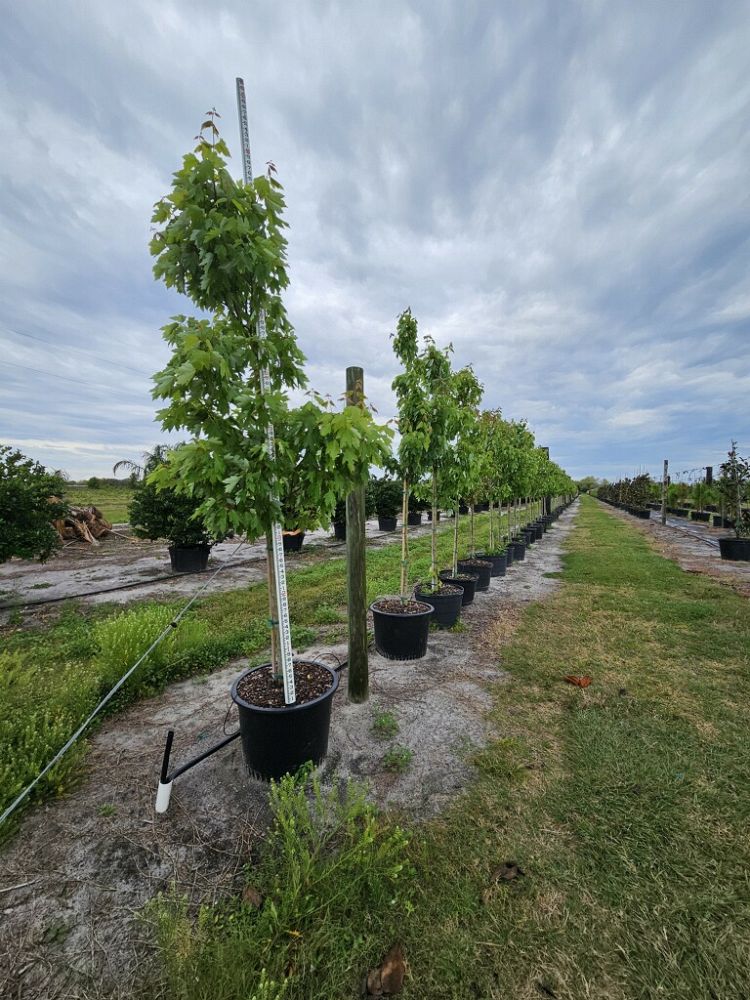 acer-rubrum-red-maple-rufacer-rubrum
