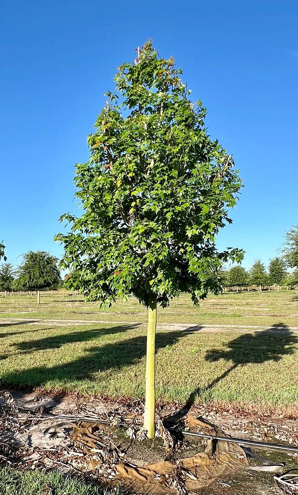 acer-rubrum-red-maple-rufacer-rubrum