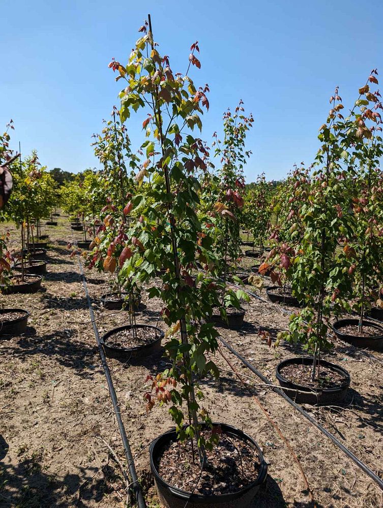 acer-rubrum-red-maple-rufacer-rubrum