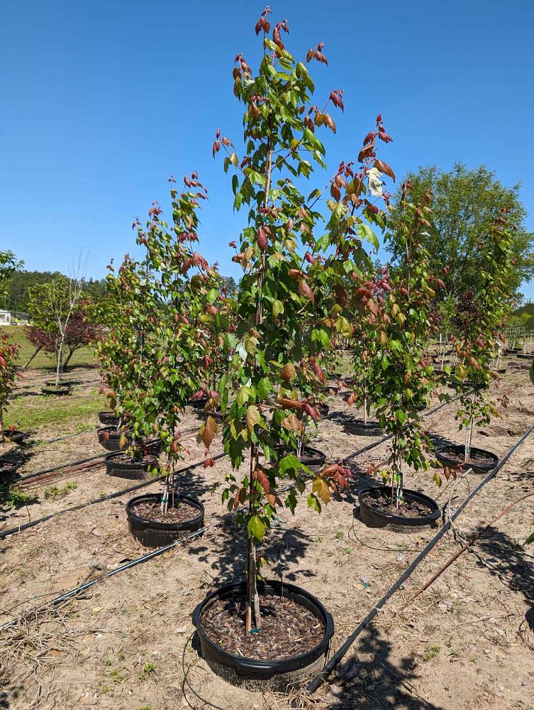 acer-rubrum-red-maple-rufacer-rubrum