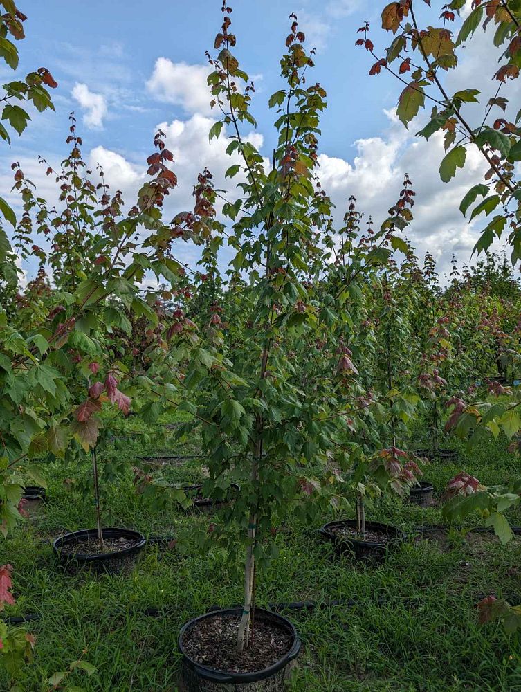 acer-rubrum-red-maple-rufacer-rubrum