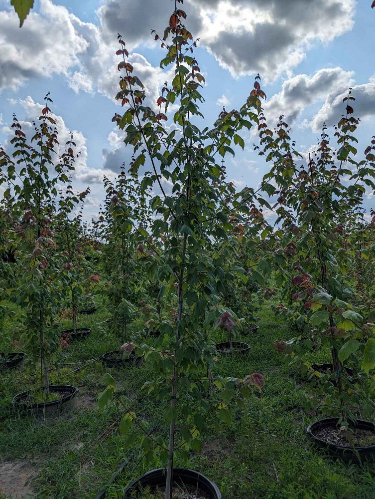 acer-rubrum-red-maple-rufacer-rubrum