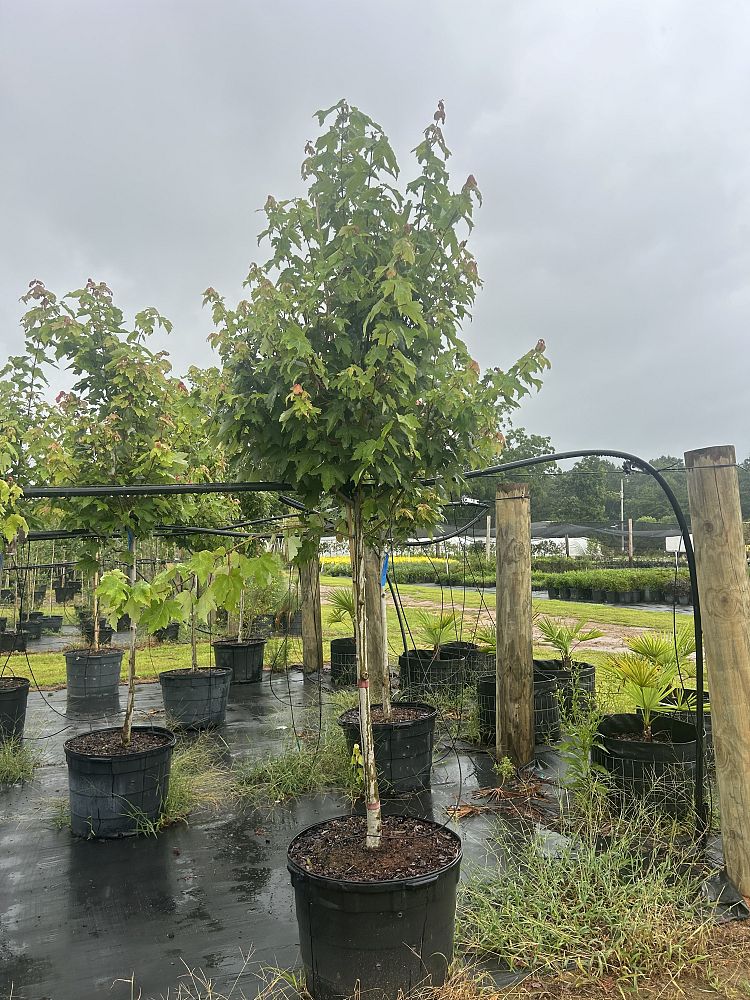 acer-rubrum-red-maple-rufacer-rubrum