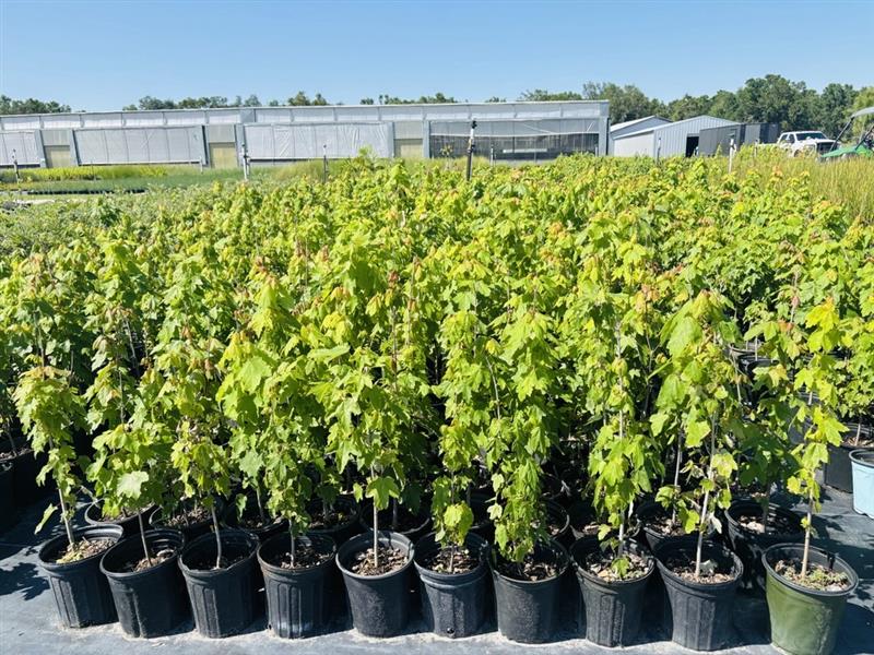 acer-rubrum-red-maple-rufacer-rubrum
