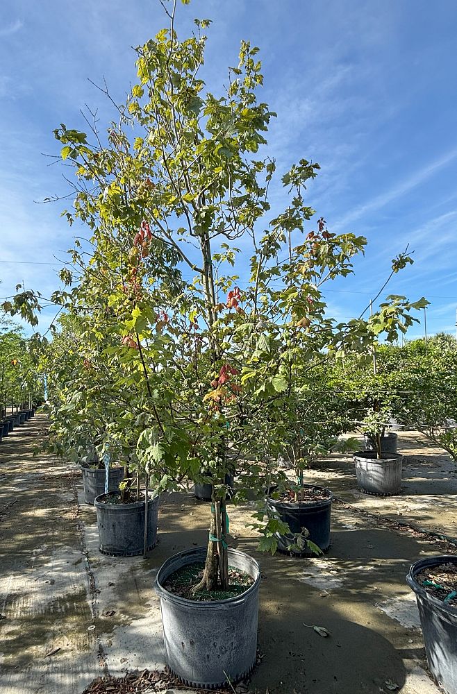 acer-rubrum-red-maple-rufacer-rubrum