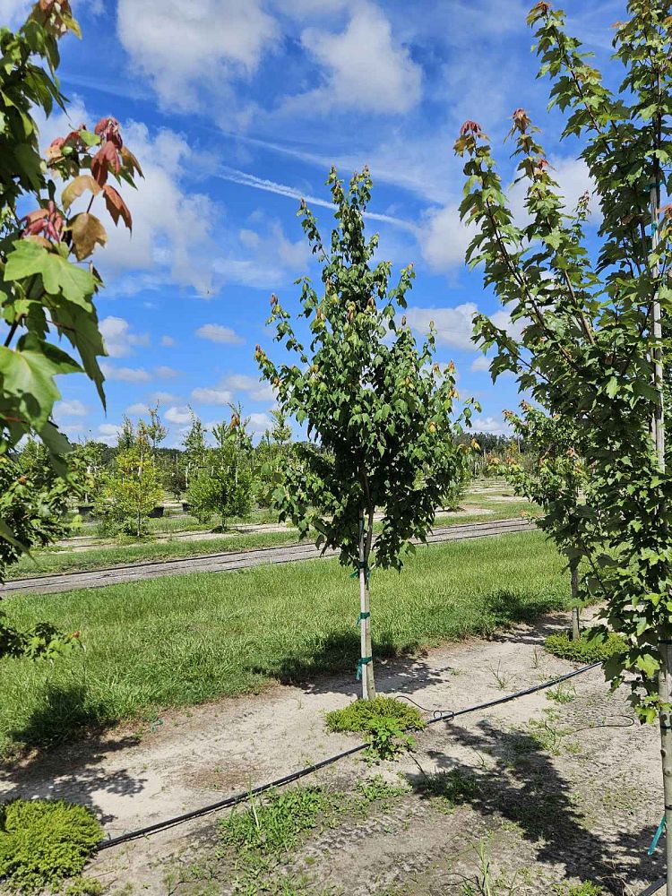 acer-rubrum-red-maple-rufacer-rubrum